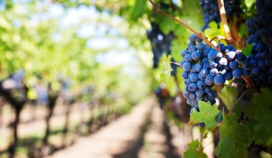 Orisha Agrifood : au cœur de la mutation numérique du vin